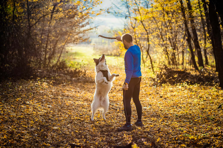 herbst tipps, mann im wald mit hund